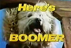 Hier is Boomer